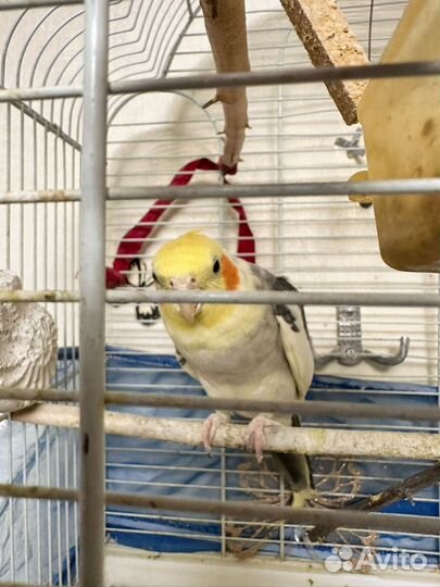 Попугай корелла с клеткой