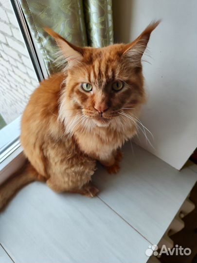 Кот в добрые руки