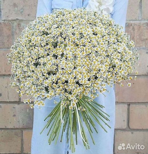 Ромашки Пионы Розы Доставка