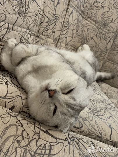 Шотландский кот вязка