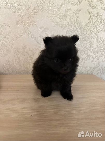 Продам щенков шпица
