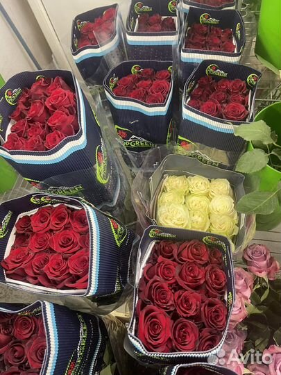 80 см 25 роз из Эквадора. Первый сорт