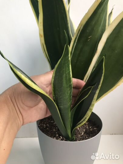 Сансевиерии