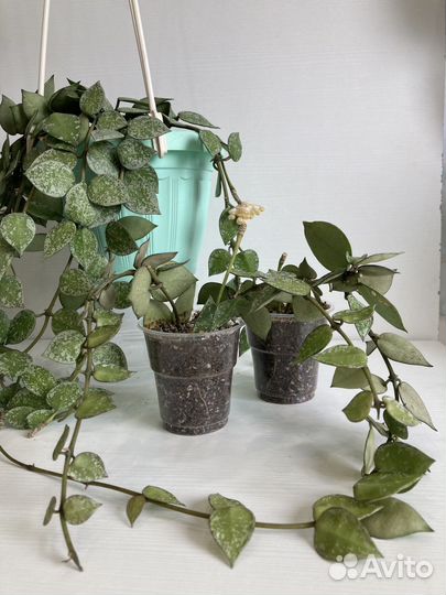 Хойя Hoya сортовые