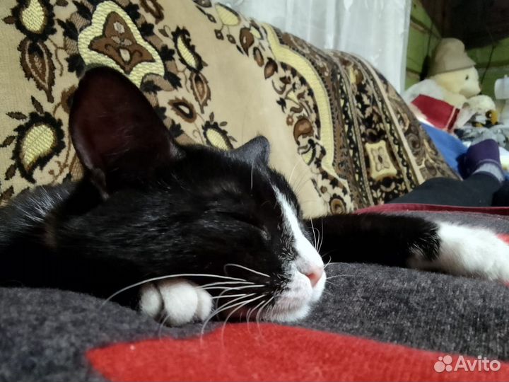 Котенок мальчик в добрые руки