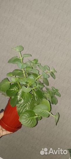Продам комнатную мяту