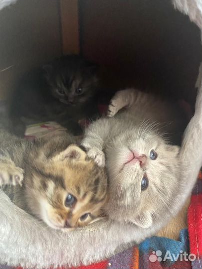 Шотландские котята