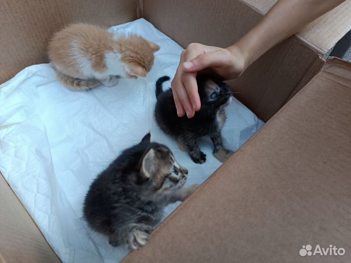 Котята в добрые руки