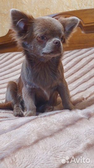 Щенки чихуахуа длинношерстные