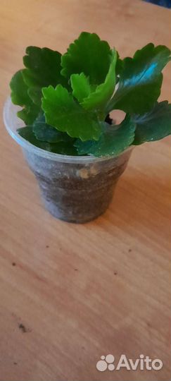 Каланхоэ цветущий