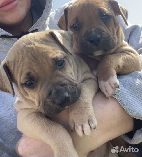 Щенки питбуля