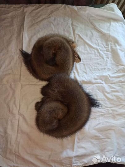 Выделка шкур качественно