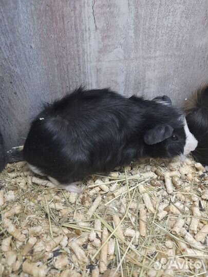 Морские свинки Скинни.Шиншилла и Морские свинки