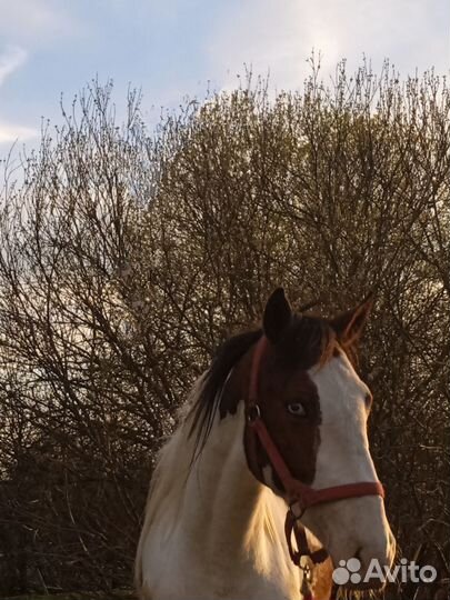 Кобылы, мерена, жеребец и жеребята