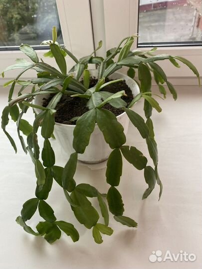 Цветок декабрист