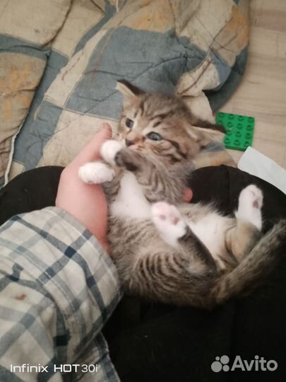 Кошки