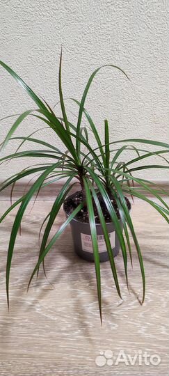 Пальма Драцена