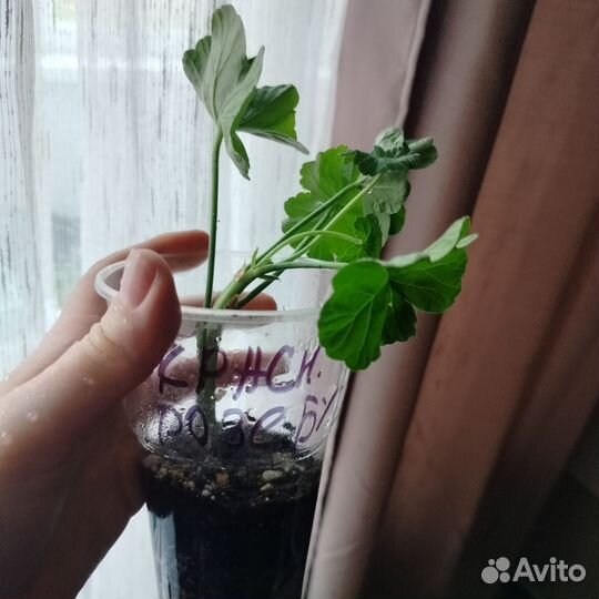 Пеларгония герань красная розебудная