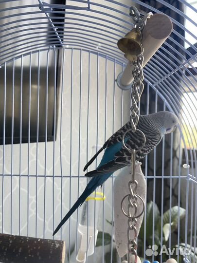 Волнистый попугай с клеткой и принодлежностями