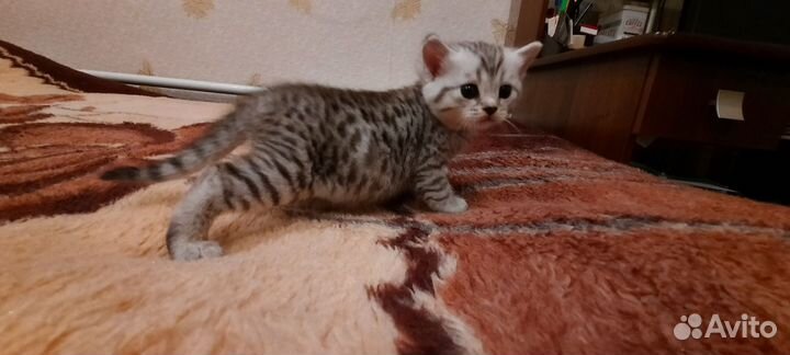 Британские котята