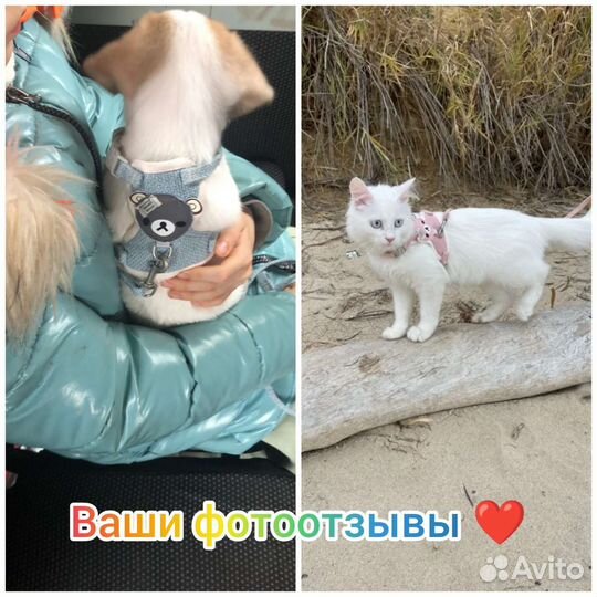 Когтеточка, шлейка поводок, набор ошейников