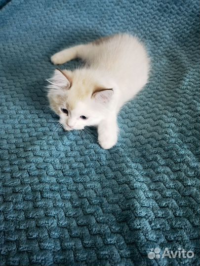 Котята регдолл