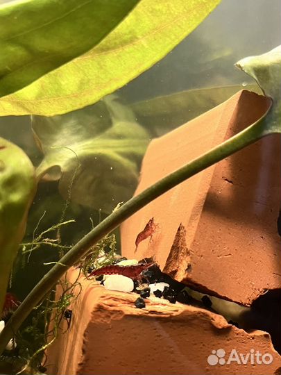 Аквариумные креветки