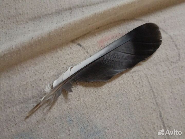 Перо жар птицы