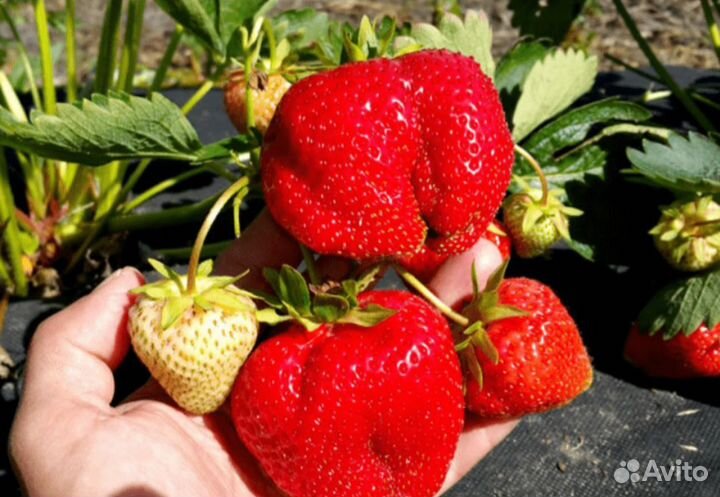 Рассада клубники априка