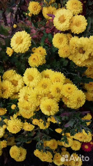 Дубочки(хризантемы)