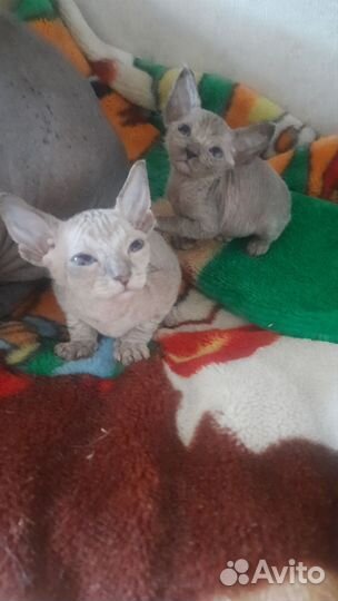 Донской сфинкс котята
