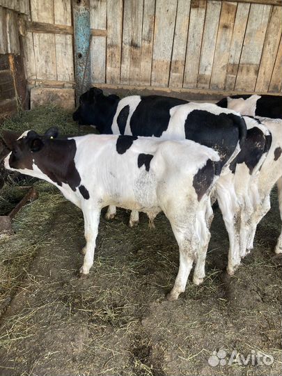 Бычки и телята