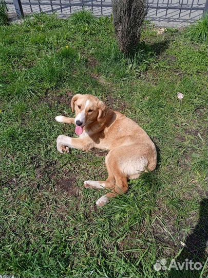 Собака в добрые руки