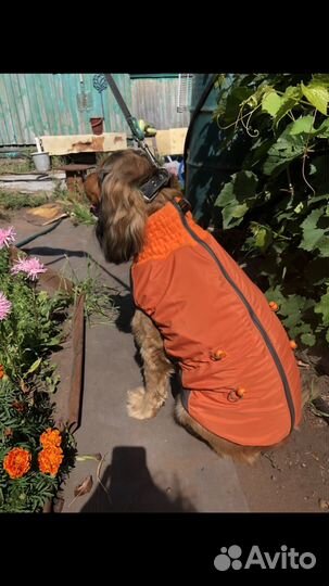Одежда для собак