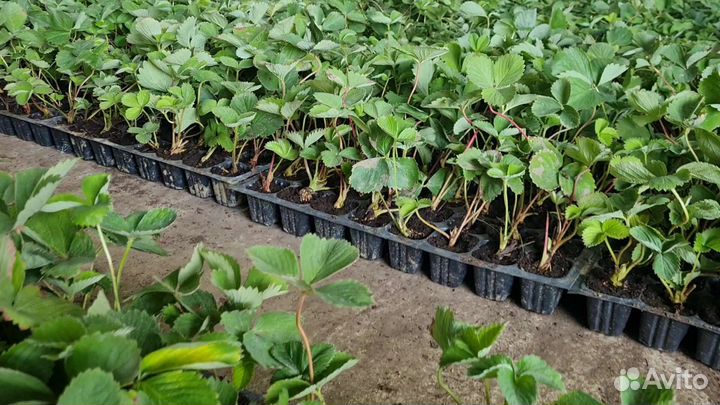 Саженцы клубники