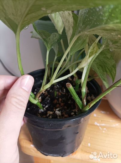 Сциндапсус марбл квин