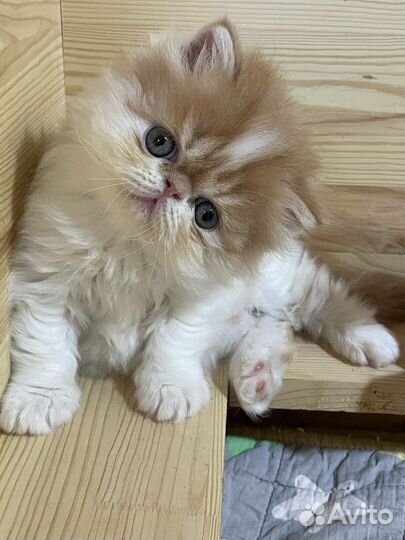 Котята (девочки) перс и экзот