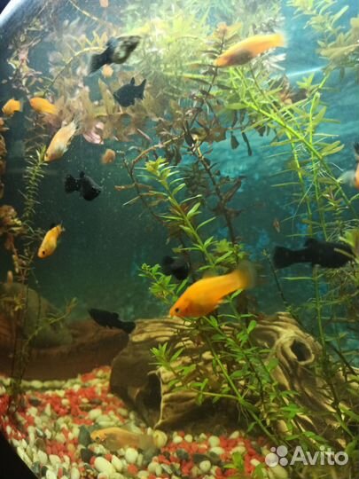 Аквариум со столом