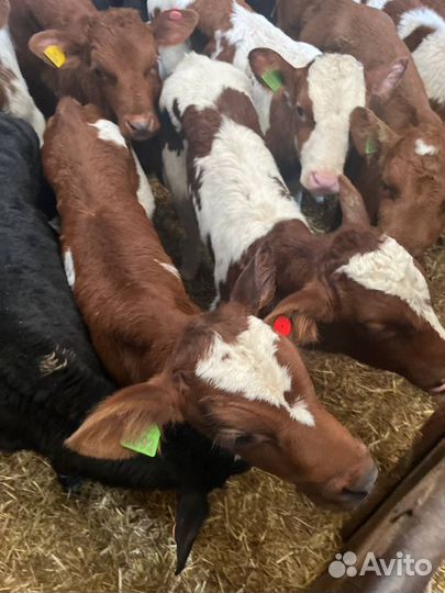 Отменные телята бычки с доставкой на транспорте