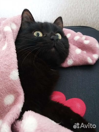 Передержка животных в домашних условиях