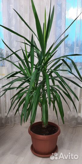 Продаётся юкка