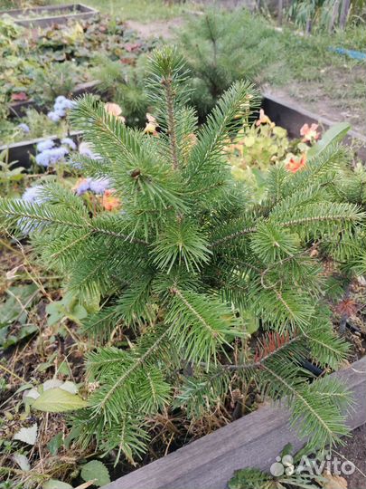 Саженцы сибирских хвойных
