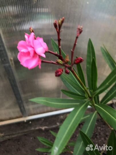 Олеандр розовый махровый 5 лет возраст