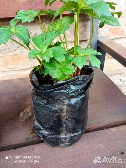 Астранция,многолетние цветы для сада