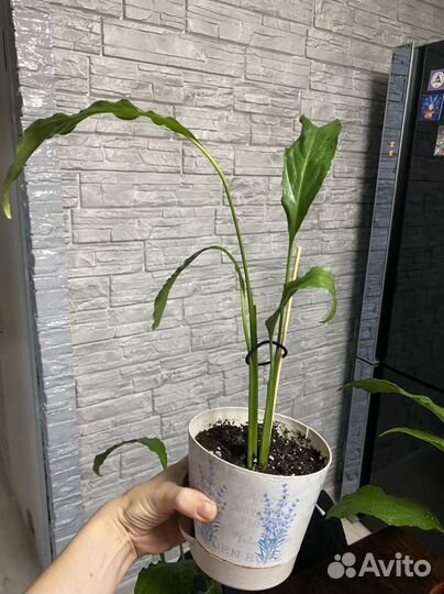 Спатифиллум