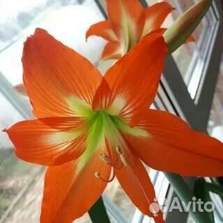 Гиппиаструм