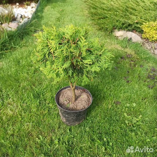 Туя. Цена за одну штуку