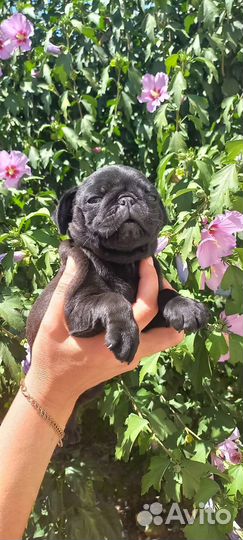 Щенки мопса