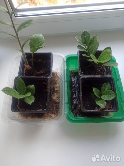 Замиокулькас продам отводок