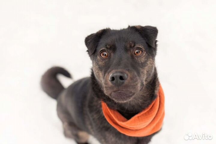 Кайли ищет дом